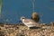 Peruvian Thick-knee