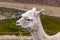 Peruvian vicuna. Farm of llama,alpaca,Vicuna in Peru,South America. Andean animal.