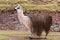 Peruvian vicuna. Farm of llama,alpaca,Vicuna in Peru,South America. Andean animal