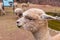 Peruvian vicuna. Farm of llama,alpaca,Vicuna in Peru,South America. Andean animal.