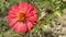 Peruvian zinnia or mexican zinnia flower background beautiful garden daisy