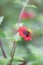 Peruvian zinnia, Zinnia peruviana, red flower