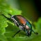 Pesky Japanese Beetle