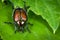 Pesky Japanese Beetle