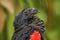 Pesquet`s Parrot - Psittrichas fulgidus