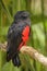 Pesquet`s Parrot - Psittrichas fulgidus