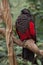 Pesquet`s parrot Psittrichas fulgidus