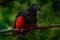 PesquetÂ´s parrot, Psittrichas fulgidus, rare bird from New Guinea. ugly red and black parrot in the nature habitat, dark green fo