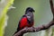 Pesquet`s parrot, Psittrichas fulgidus, red and black, vulturine parrot, endemic to montane rainforest in New Guinea. Vulnerable,