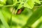 A pest animal named Arilus cristatus who is hanging on the tip of a green leaf