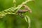 A pest animal named Arilus cristatus who is hanging on the tip of a green leaf