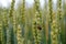 A pest beetle on the ears of wheat. Control of harmful insects in agriculture. Blurred background