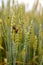 A pest beetle on the ears of wheat. Control of harmful insects in agriculture. Blurred background