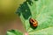 Pest beetle on green leaf