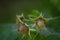 Pest bugs feeding on a green unripe raspberry fruit in a garden, insects