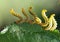 Pest caterpillar silk Hyponomeuta malinella