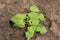 Pest Damage on Young Bean Plant: Agricultural Challenges in Spring