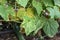 Pest damaged cucumber leave caused by harmful insects, larvae, plant fungi, thrips and other diseases