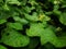 Pest damaged leaves of sweet potato