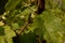 Pest damaged vine leaf. Spider mite galls on leaves in a vineyard