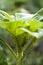 Pest flies on sunflower