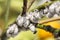 Pest mealybug closeup on the citrus tree.