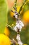 Pest mealybug closeup on the citrus tree