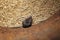 Pest a  nasty gray mouse sits in a barrel of golden grain and spoils the harvest in the barn
