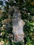 Pest webs in the branches of a flowering tree