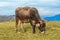 Pestera,Brasov, Romania: Free cow grazing on a meadow in autumn