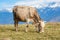 Pestera,Brasov, Romania: Free cow grazing on a meadow in autumn