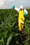 Pesticide application on a corn field for pest control