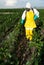 Pesticide application on a corn field for pest control