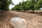 Pesticide bottle with signs of environmental hazard lying on the arid soil of a field