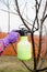 Pesticide treatment, pest control, insect extermination on fruit trees in the garden, spraying poison from a spray bottle, hands