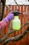Pesticide treatment, pest control, insect extermination on fruit trees in the garden, spraying poison from a spray bottle, hands
