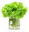 Pesticides Hydroponic Lettuce Beaker Food