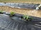 Pesticides spraying on strawberry culture. Close-up.