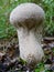 A Pestle puffball fruiting on the forest floor