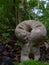 A Pestle puffball fruiting on the forest floor