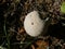 Pestle puffball mushroom in the forest