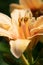 pestle and stamens of beautiful deep yellow lily. close up macro