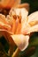 pestle and stamens of beautiful deep yellow lily. close up macro