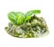 Pesto Genovese