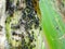 Pests on corn in natural conditions, Aphidoidea close-up