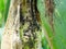 Pests on corn in natural conditions, Aphidoidea close-up
