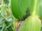 Pests on corn in natural conditions, Aphidoidea close-up