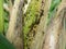 Pests on corn in natural conditions, Aphidoidea close-up