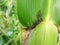 Pests on corn in natural conditions, Aphidoidea close-up