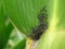 Pests on corn in natural conditions, Aphidoidea close-up